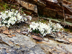 Cardamine glauca