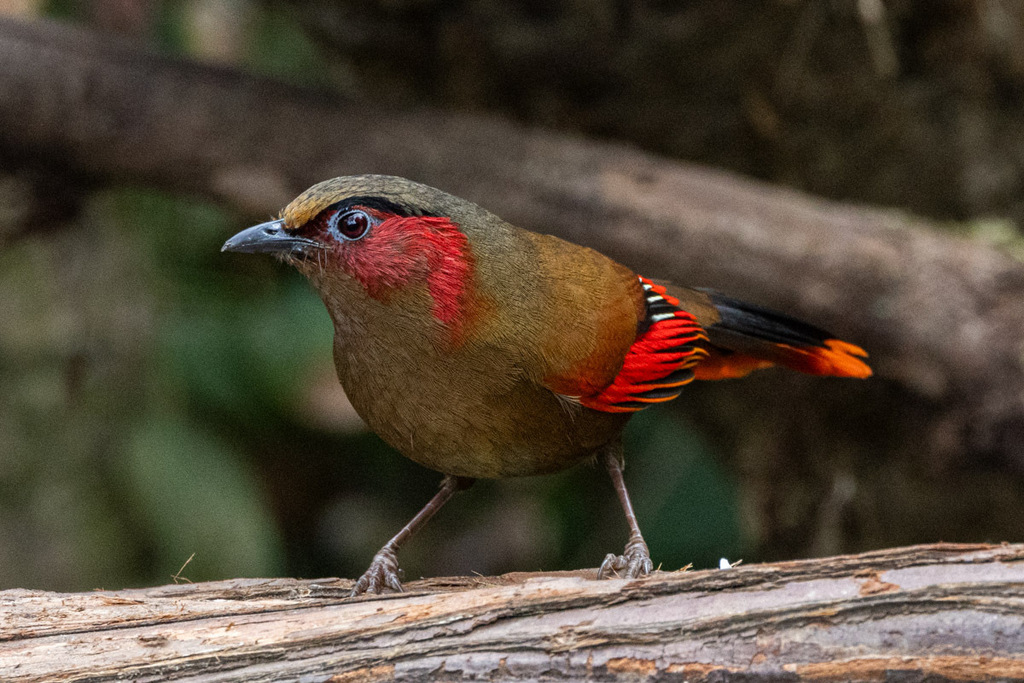Red-faced Liocichla photo