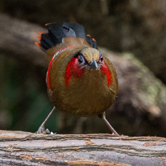Red-Faced Liocichla photo 4