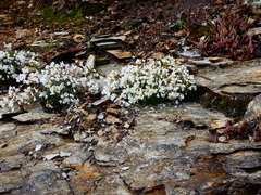 Cardamine glauca