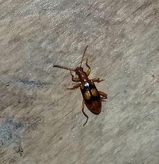 Statira