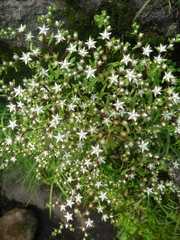 Sedum jaliscanum