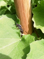 Polistes cinerascens