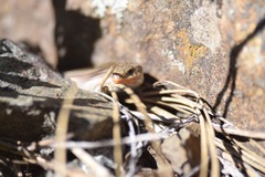 Plestiodon multivirgatus