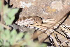 Plestiodon multivirgatus