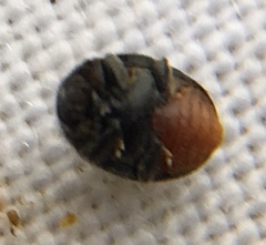 Rhyzobius forestieri