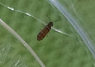 Entomobryomorpha
