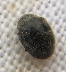 Rhyzobius forestieri