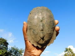 Serrated Hinged Terrapin photo 3