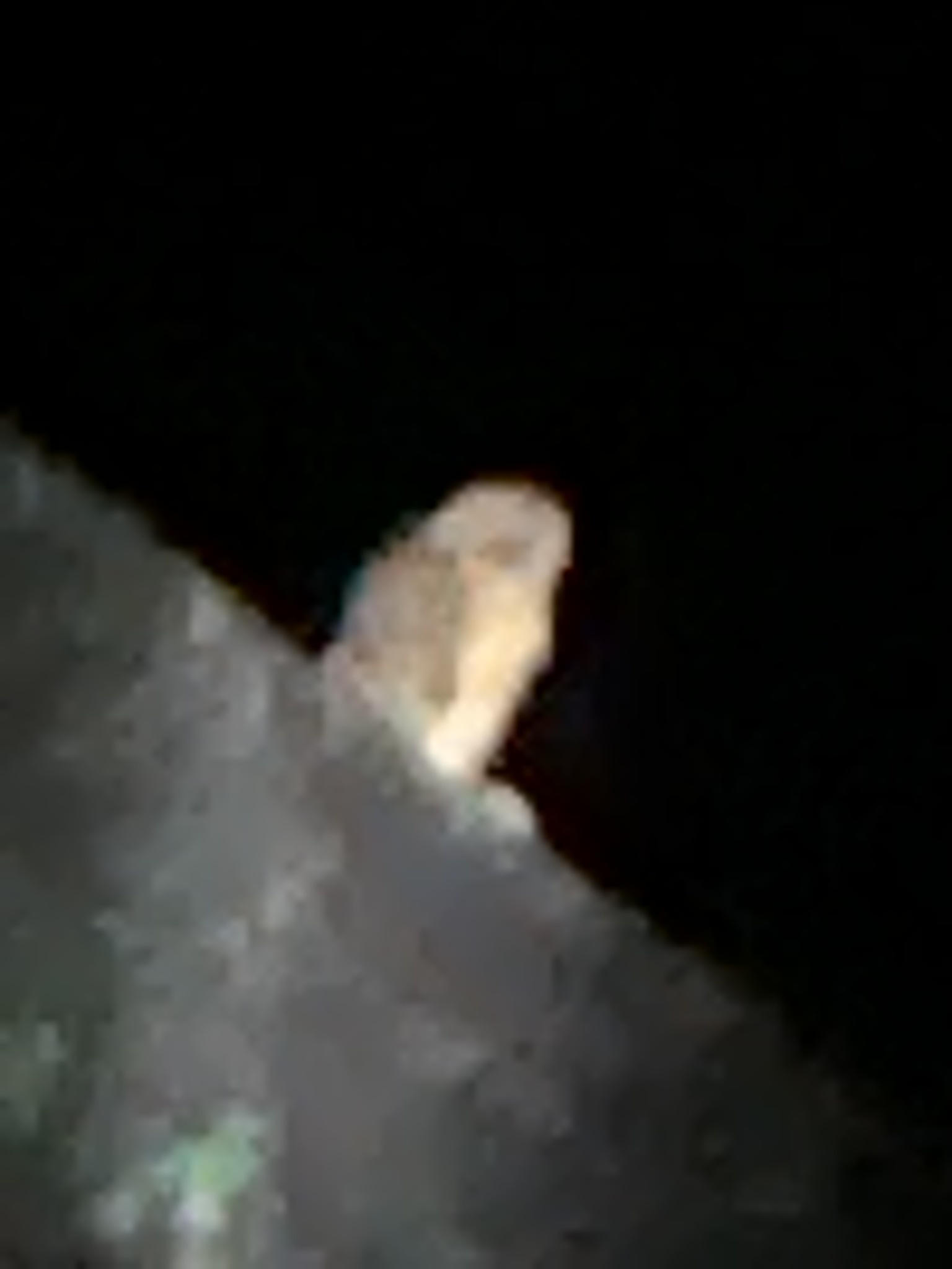 Sulawesi Masked Owl (Tyto rosenbergii), photo 2