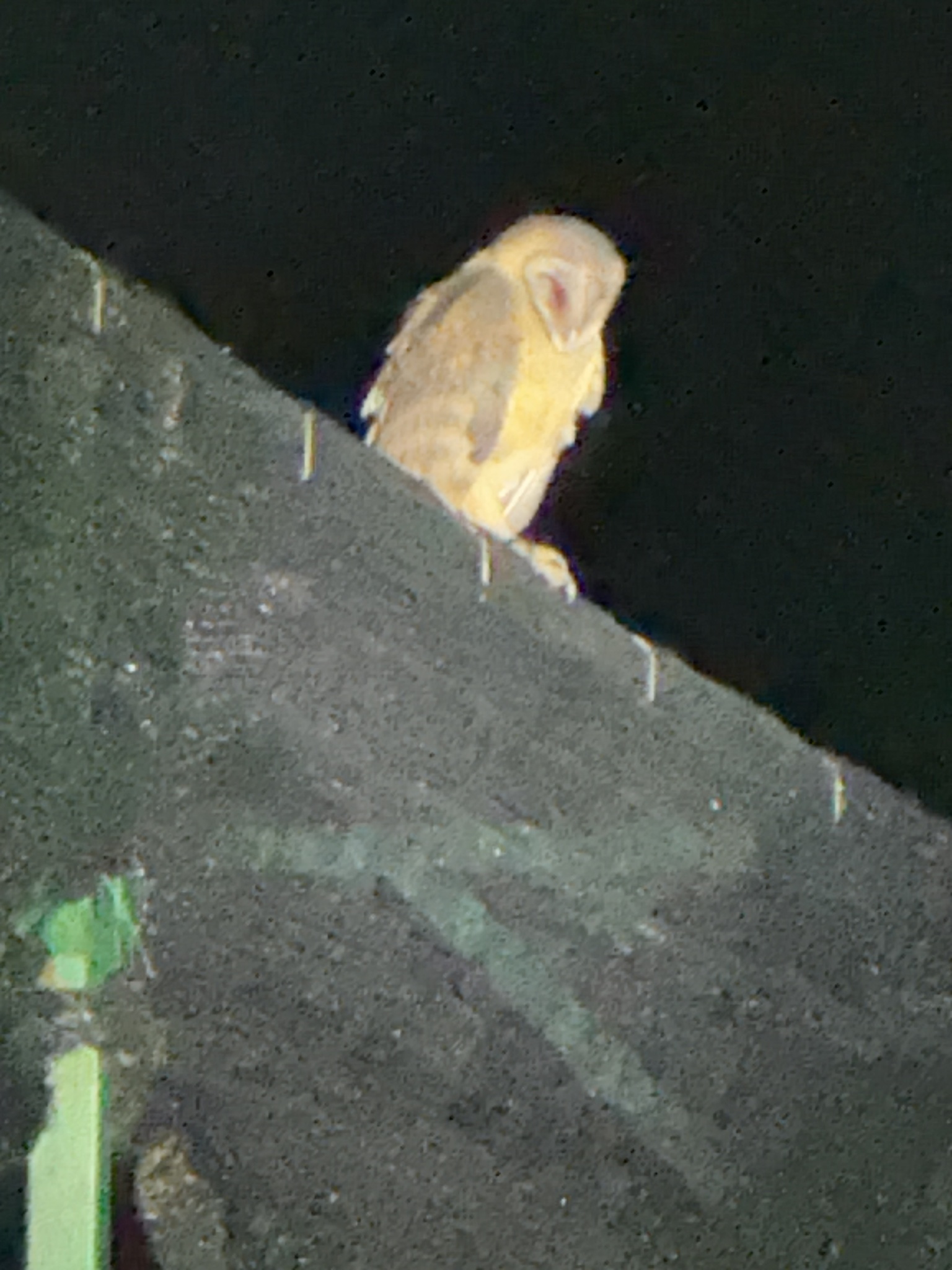 Sulawesi Masked Owl (Tyto rosenbergii), photo 1