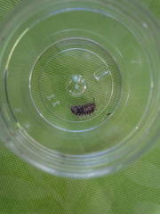 Entomobryomorpha