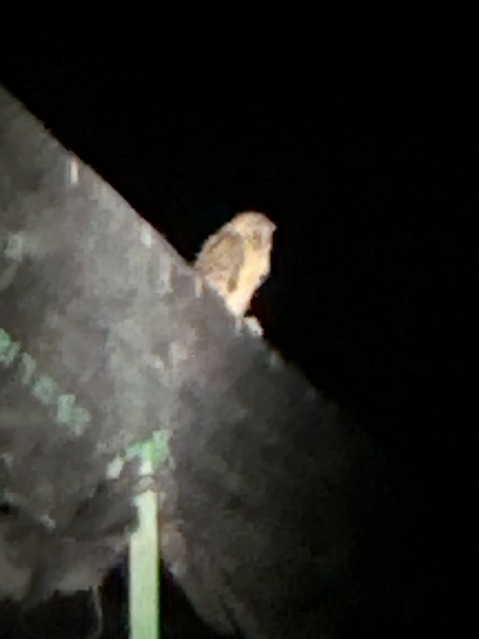Sulawesi Masked Owl (Tyto rosenbergii), photo 6