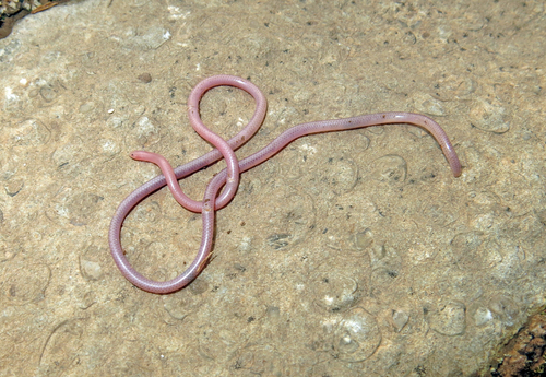 Photo of a Hook-snouted Worm Snake (Myriopholis macrorhyncha)