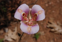 Calochortus venustus