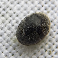 Rhyzobius forestieri