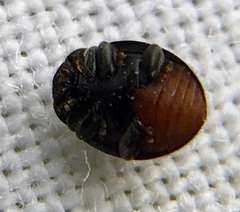 Rhyzobius forestieri