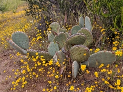 Opuntia basilaris brachyclada