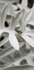 Sibovia sagata