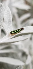 Sibovia sagata