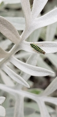 Sibovia sagata