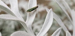 Sibovia sagata