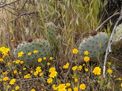 Opuntia basilaris brachyclada