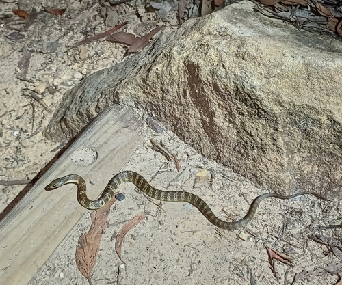 Tiger Snake sighting