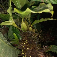 Gongora bufonia