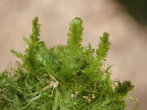 Image of Neckera pumila by (c) bigayon, some rights reserved (CC BY)