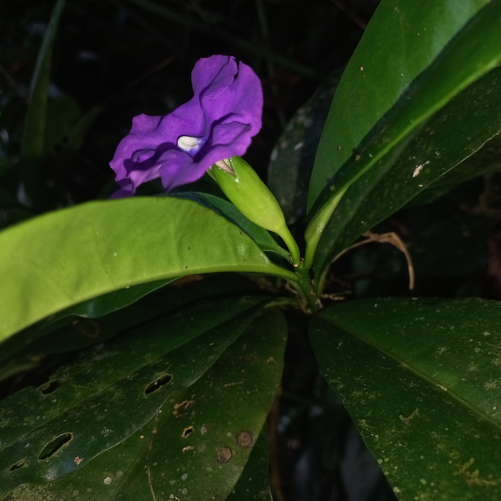 Cà hoa xanh – Brunfelsia pauciflora