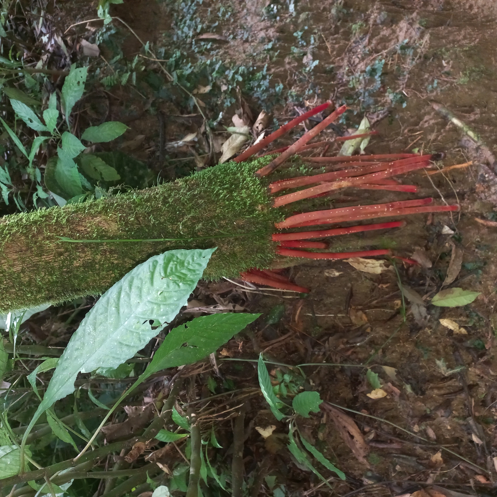 Imagem de Palmito-juçara