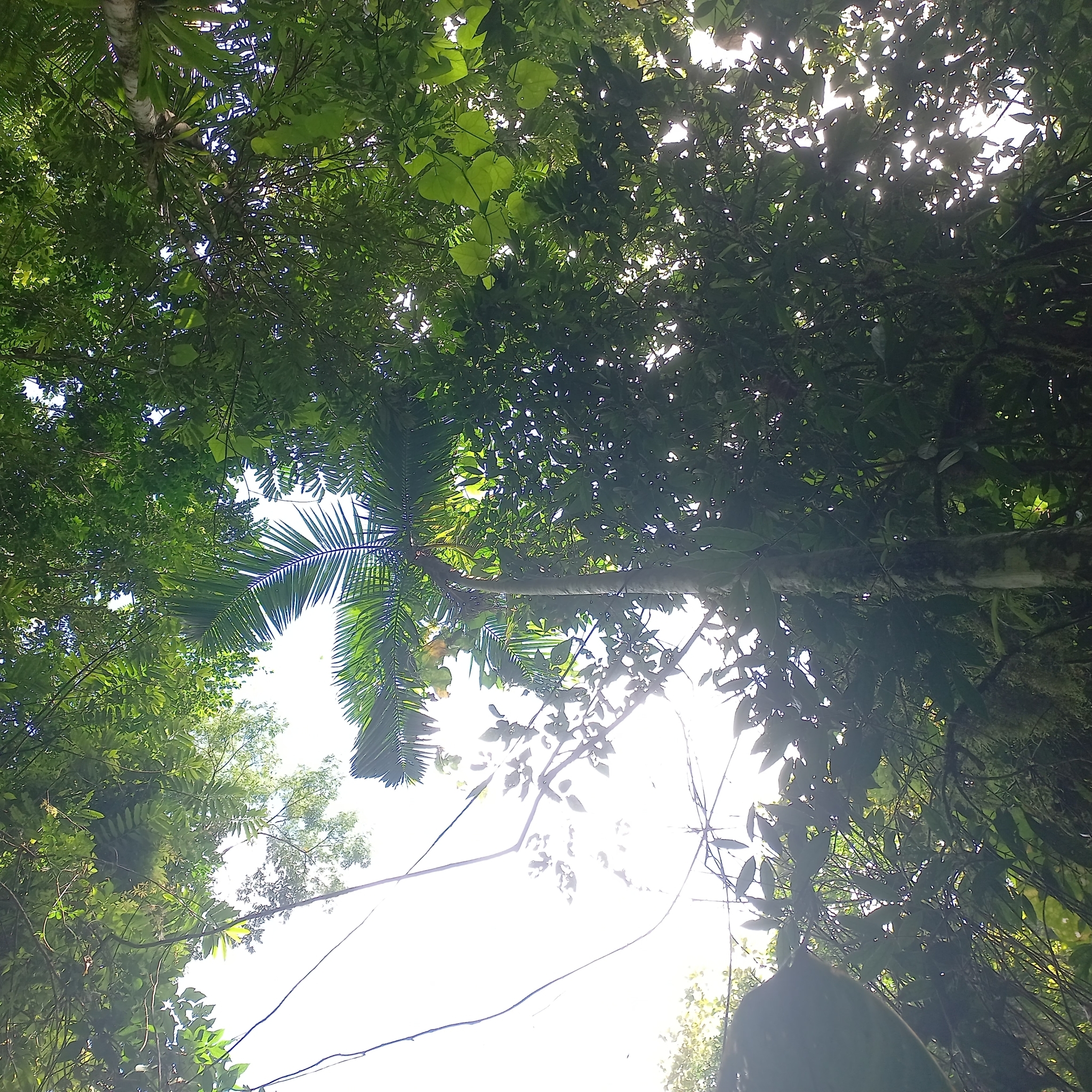 Imagem de Palmito-juçara