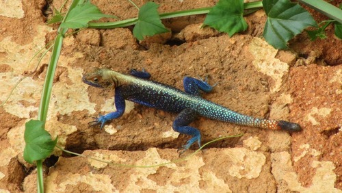 Cameroon Rainbow Agama