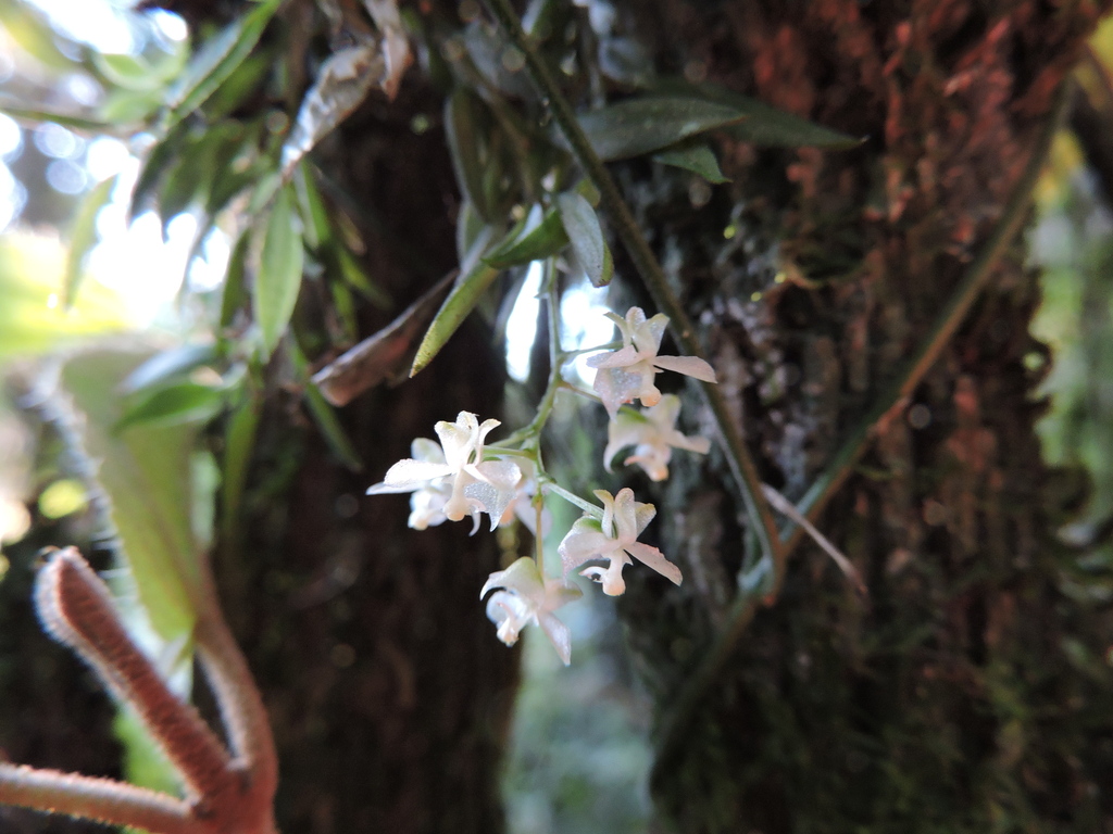 Zygostates dasyrhiza