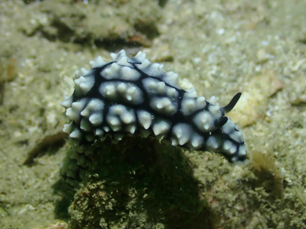 Phyllidiella cooraburrama