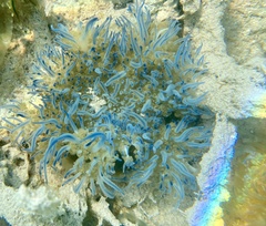Cassiopea andromeda image
