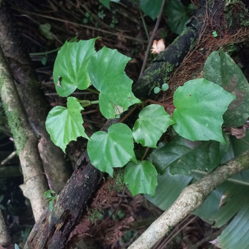 Image of Begonia convolvulacea by (c) Patrícia Mees, some rights reserved (CC BY)