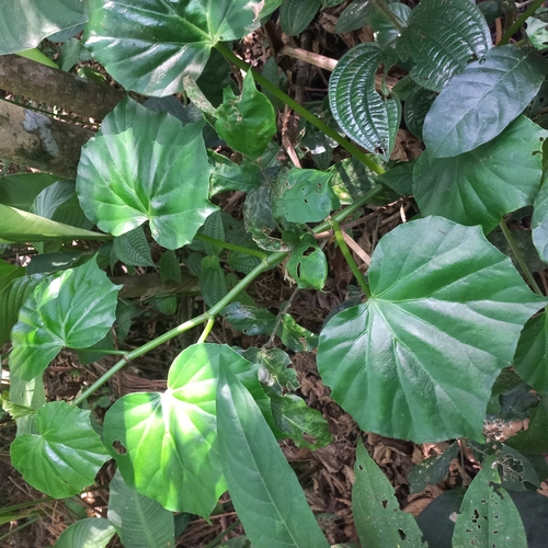 Begonia convolvulacea, photograph 2
