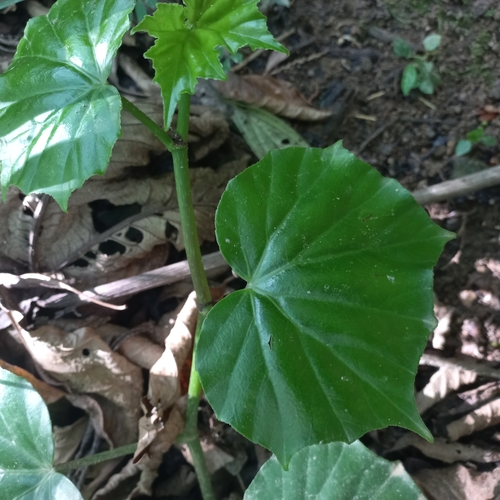 Begonia convolvulacea, photograph 3