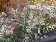 Oenothera deltoides