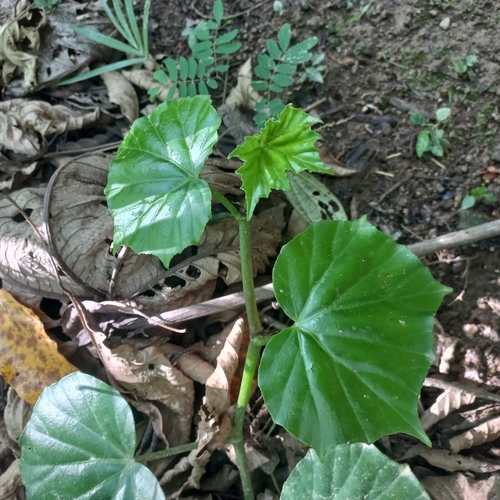 Begonia convolvulacea, photograph 5