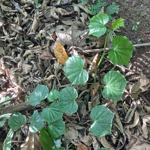 Image of Begonia convolvulacea by (c) Patrícia Mees, some rights reserved (CC BY)