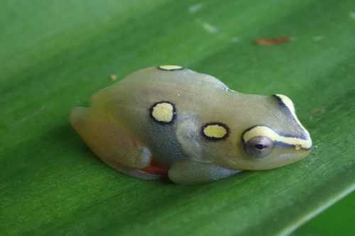Hyperolius argus