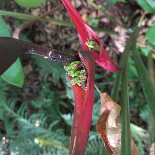 Image of Heliconia farinosa by (c) Patrícia Mees, some rights reserved (CC BY)