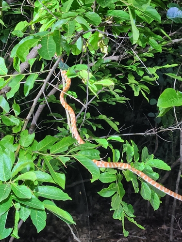 Brown Tree Snake sighting