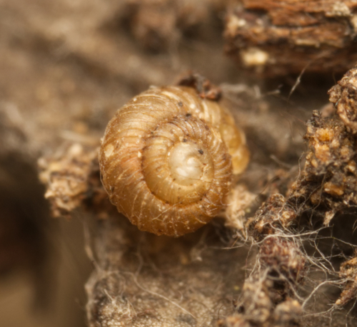 Paralaoma hobarti observed 2024-02-04