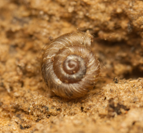 Paralaoma hobarti observed 2024-02-04