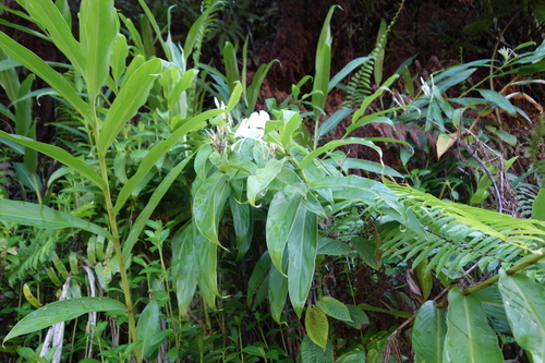 Butterfly ginger lily
