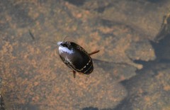 Thermonectus basillaris